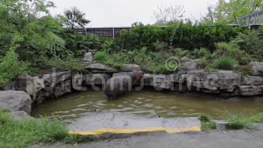 上海动物园水库里的河马。 慢动作录像。
